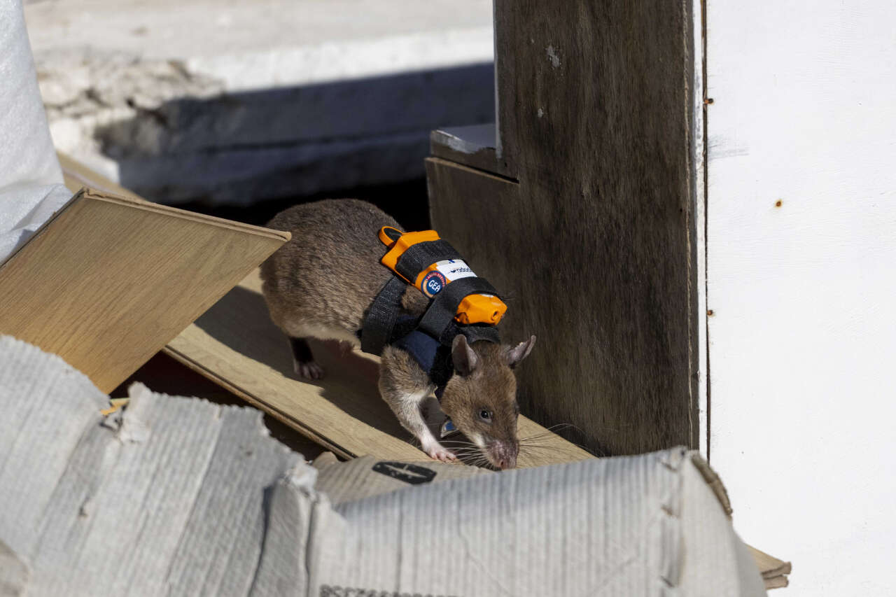 Dünya’da ilk olan uygulama Türkiye’de! Enkaz altında kalanları fareler kurtaracak 3